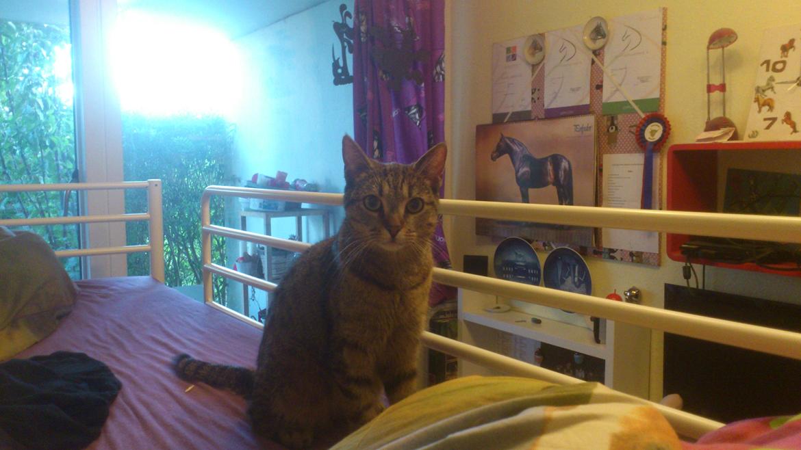 Huskat Tiger mis :) billede 22