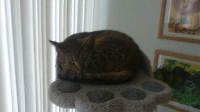 Huskat Tiger mis :) billede 23