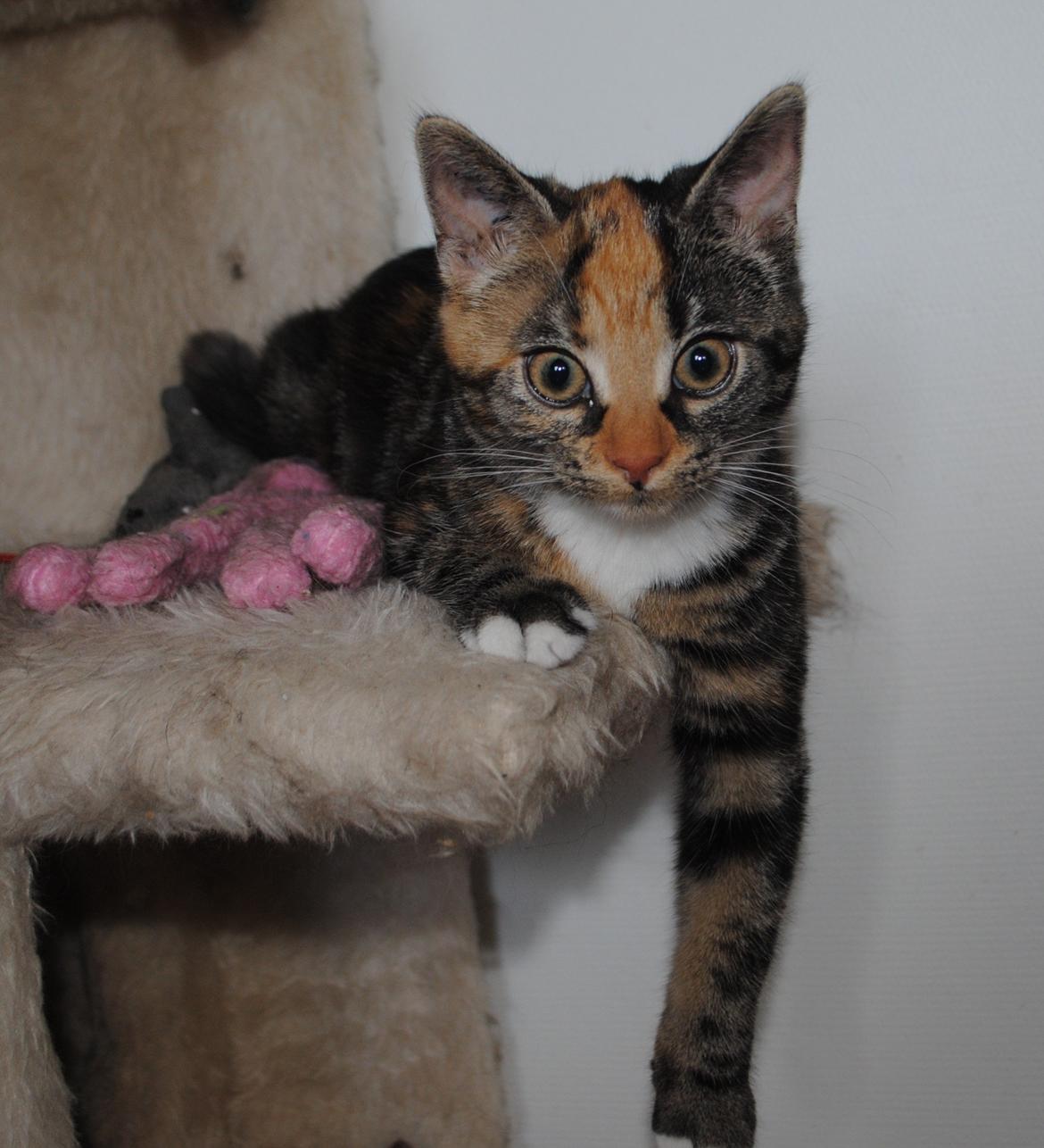 Huskat Lille billede 1