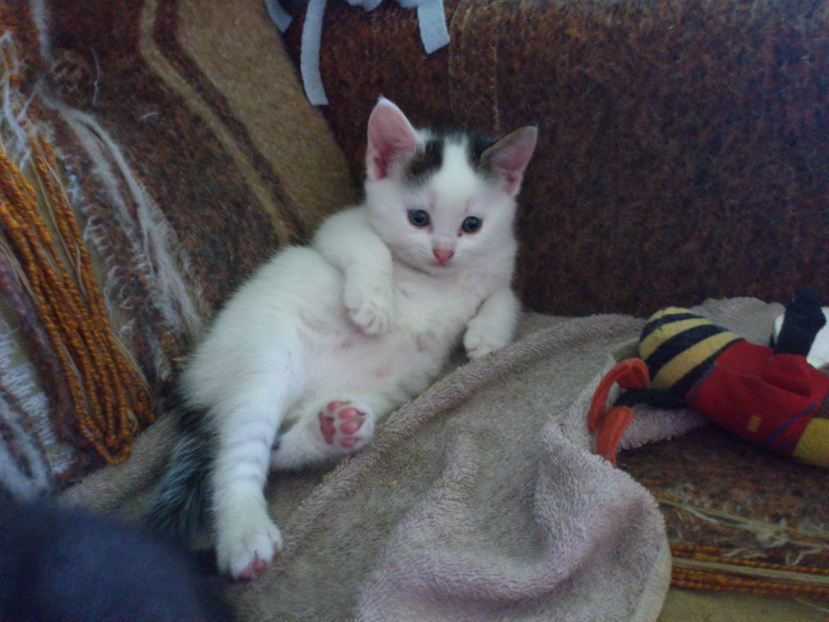 Blanding af racer ZOEY billede 16