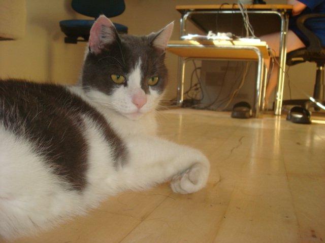 Huskat Trold billede 12