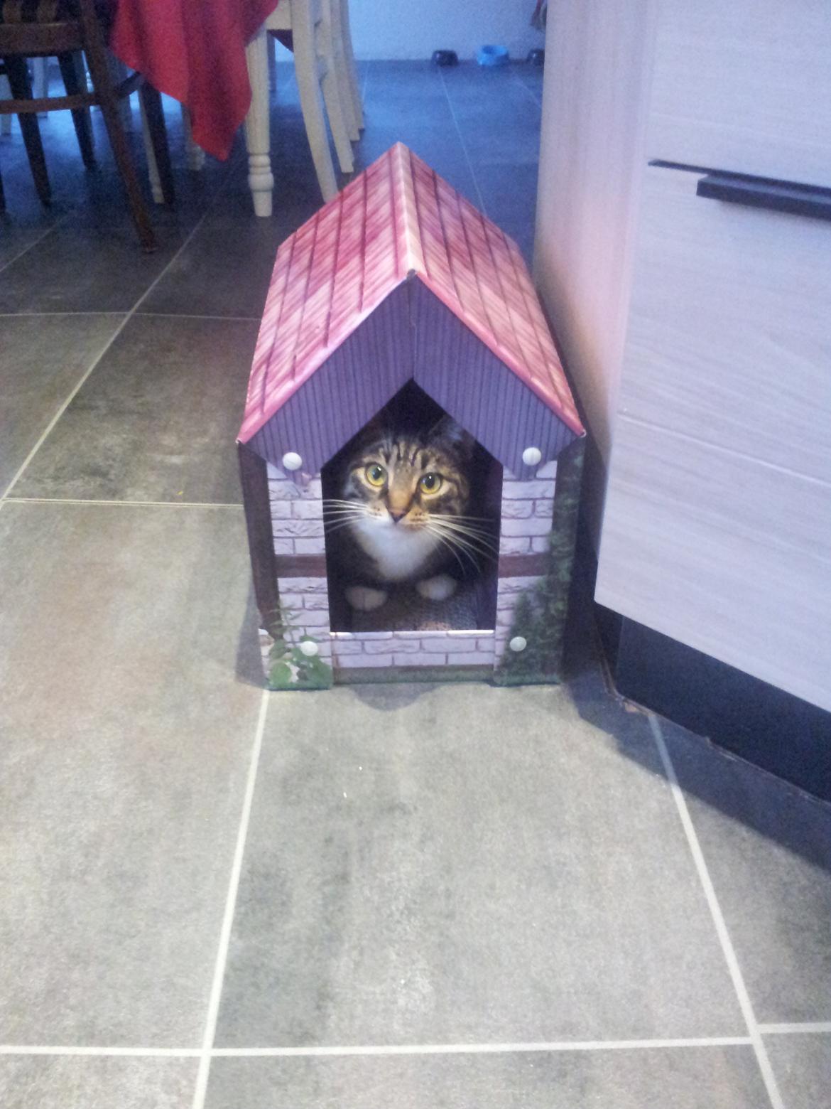 Huskat Lucifer billede 2