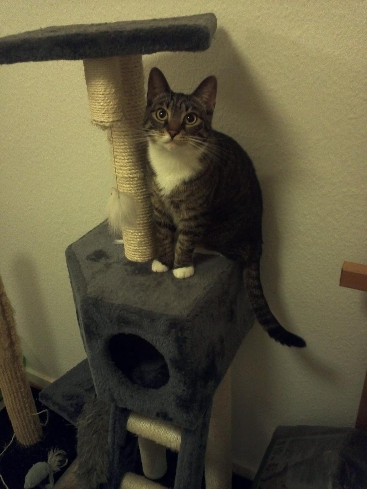 Huskat Lucifer billede 3