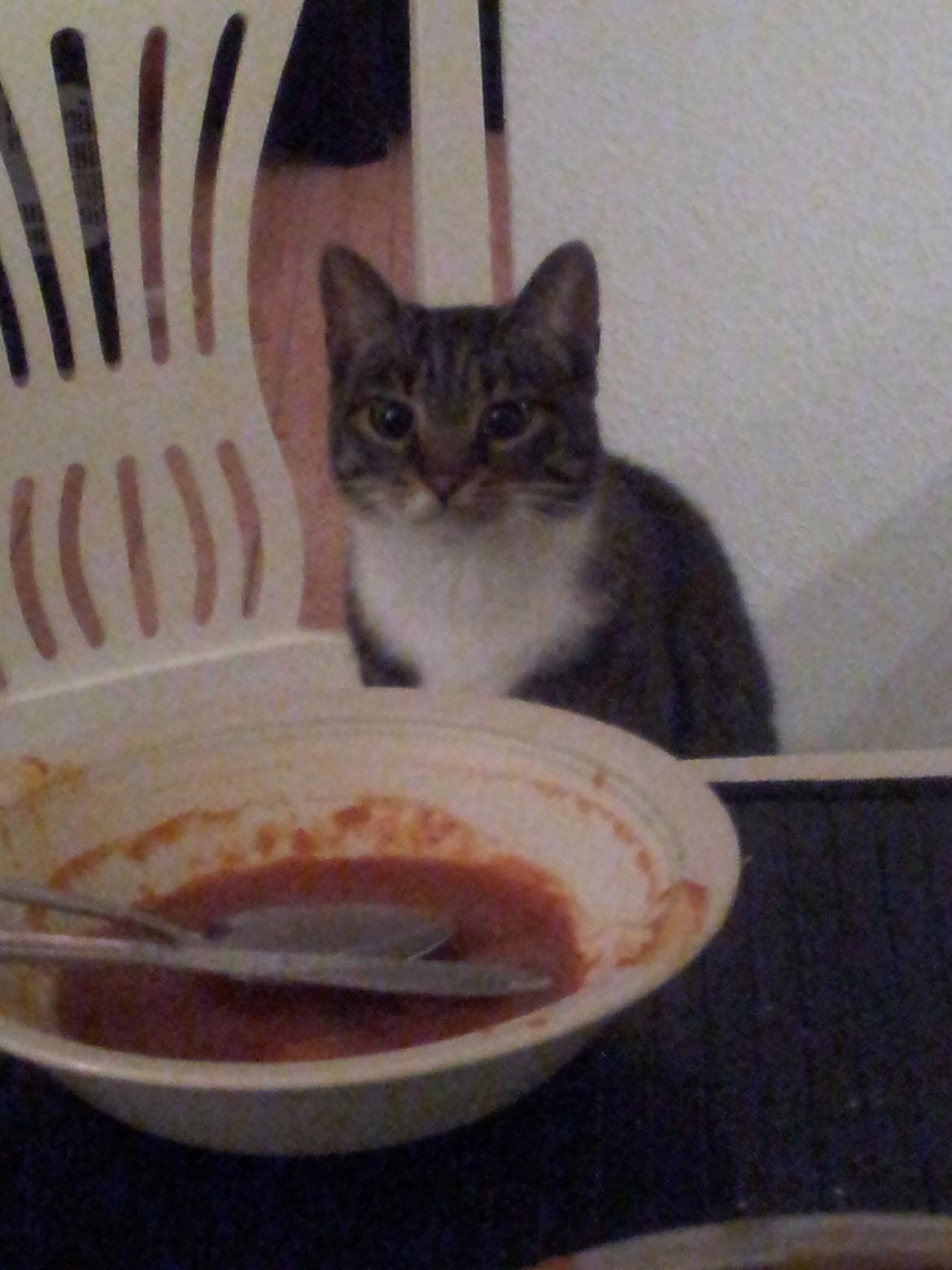 Huskat Lucifer billede 5