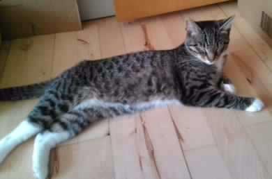 Huskat Lucifer billede 6