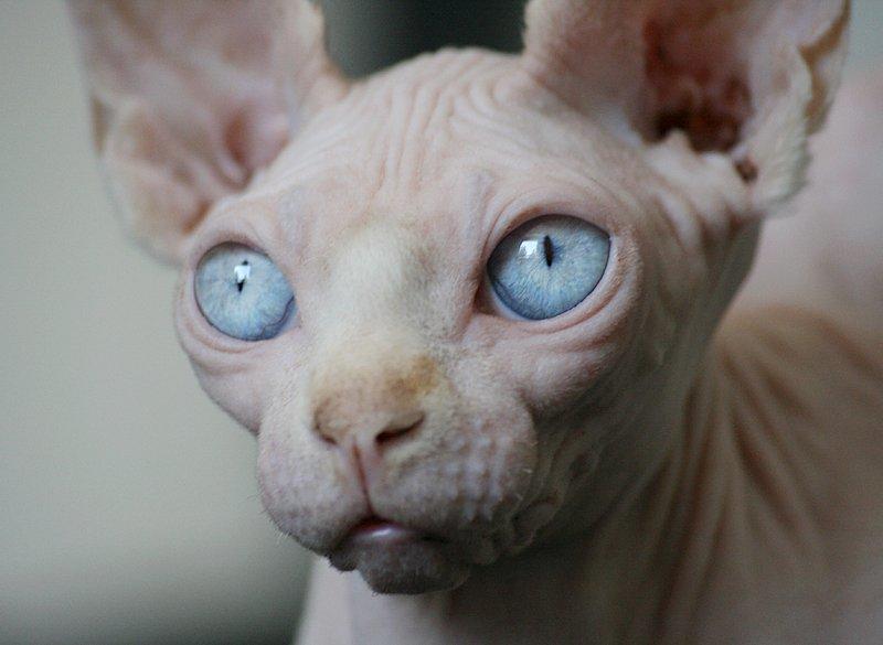 Sphynx Magnus Anat Her*PL - "Gustav" billede 23