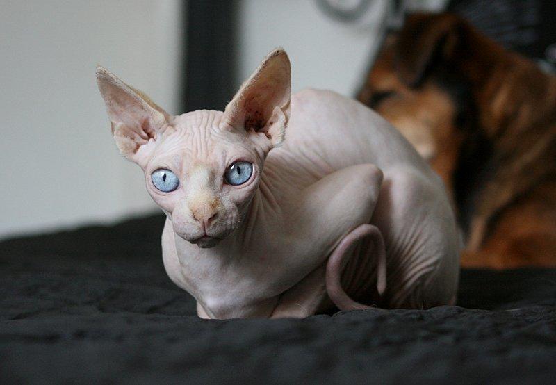 Sphynx Magnus Anat Her*PL - "Gustav" billede 25