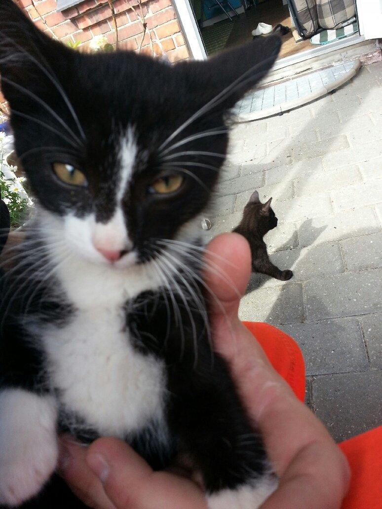 Blanding af racer Messerschmidt billede 3