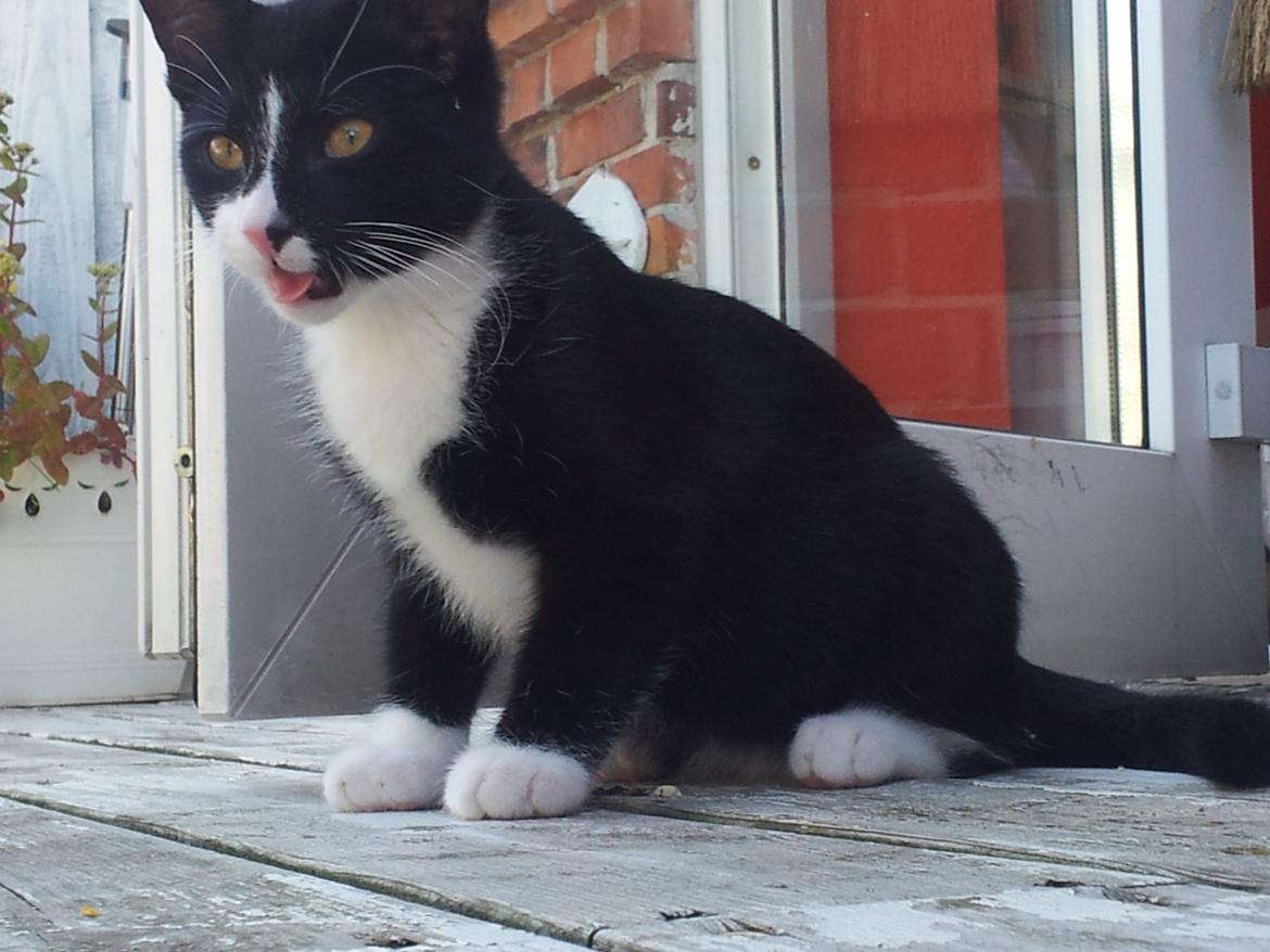 Blanding af racer Messerschmidt billede 4