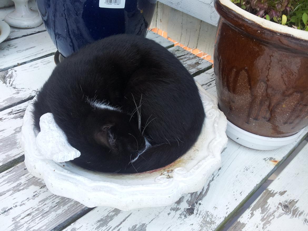 Blanding af racer Messerschmidt billede 5