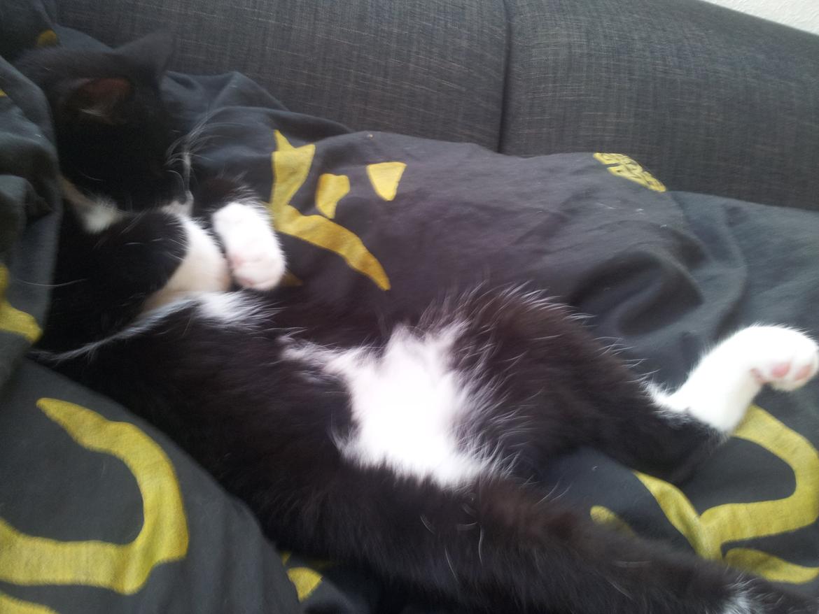 Blanding af racer Messerschmidt billede 6