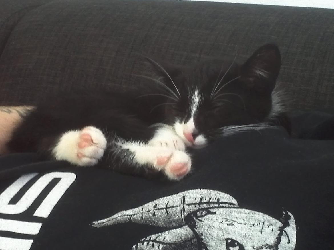 Blanding af racer Messerschmidt billede 7