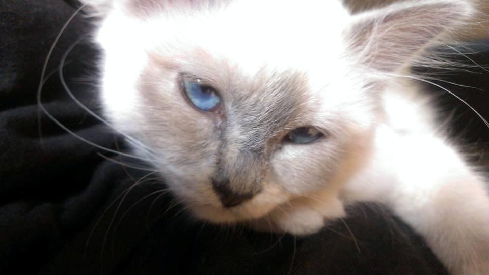 Hellig Birma Monroe billede 17