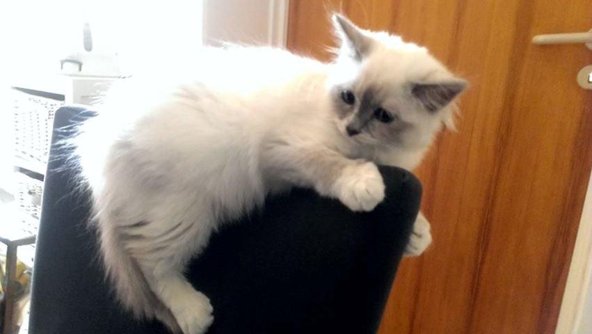 Hellig Birma Monroe billede 8