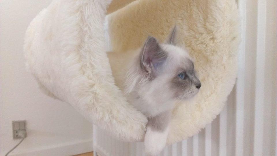 Hellig Birma Monroe billede 18