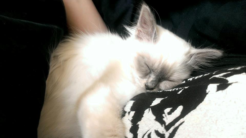 Hellig Birma Monroe billede 20