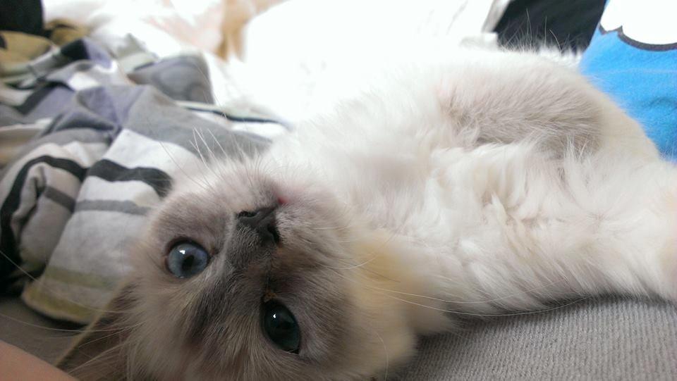 Hellig Birma Monroe billede 16