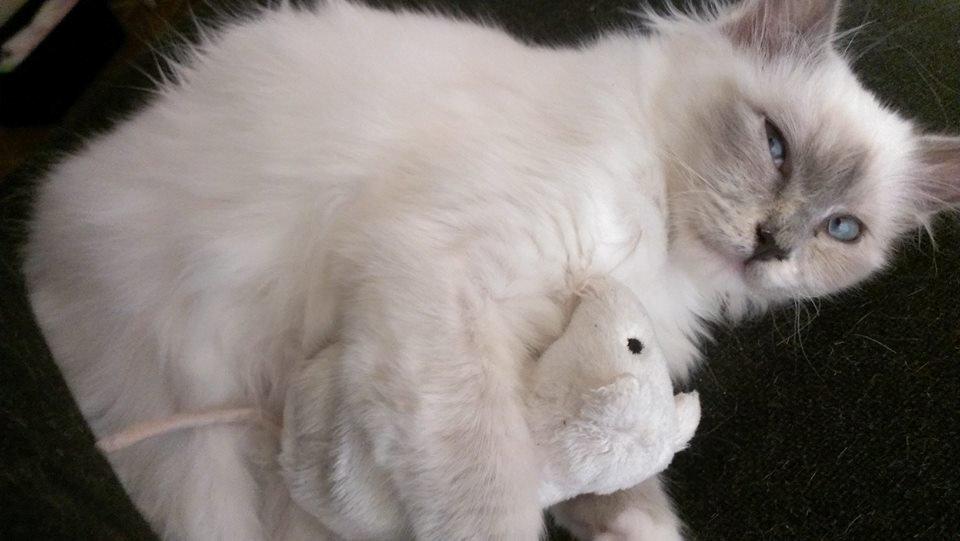 Hellig Birma Monroe billede 22