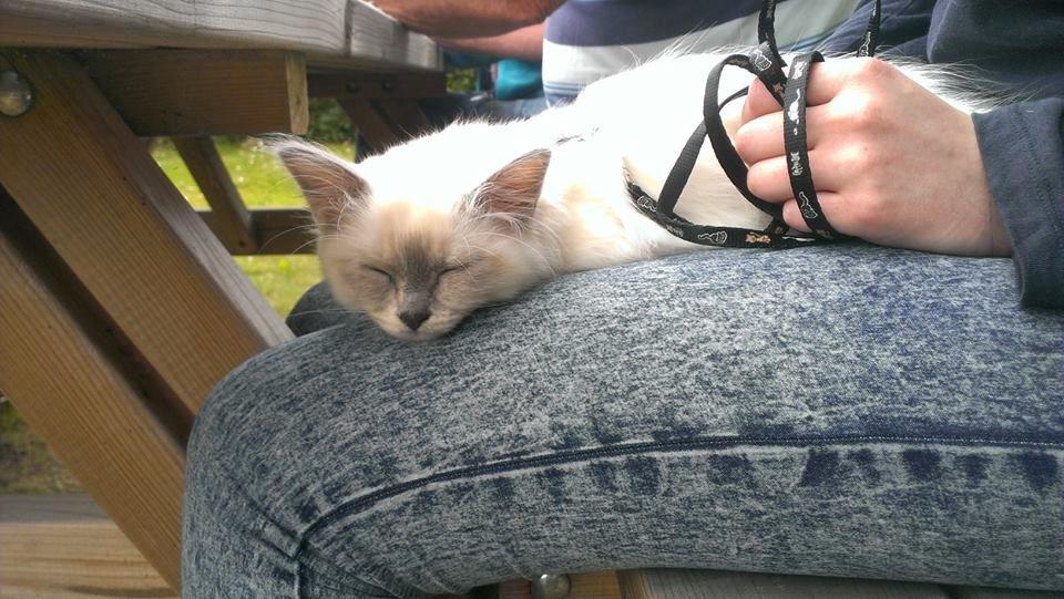 Hellig Birma Monroe billede 23