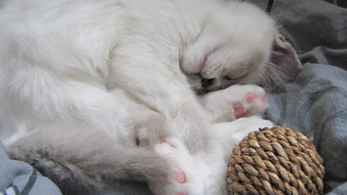 Hellig Birma Monroe billede 24