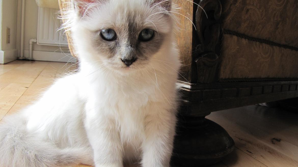 Hellig Birma Monroe billede 25