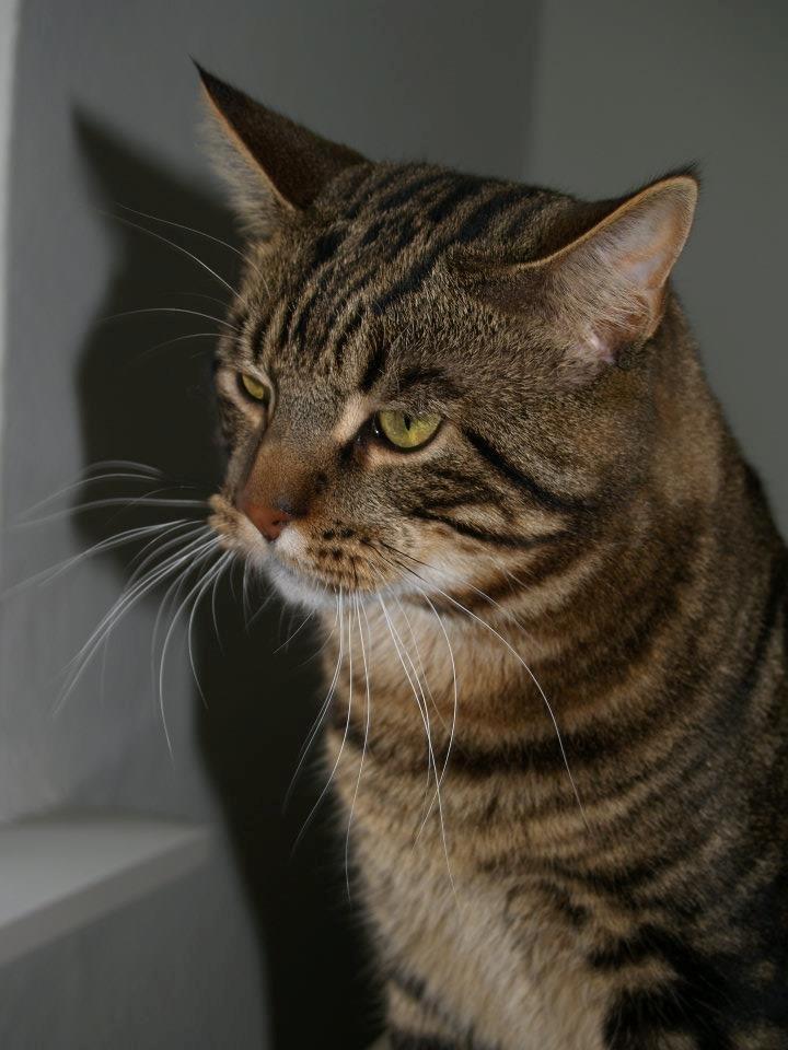 Blanding af racer Captain Morgan billede 26