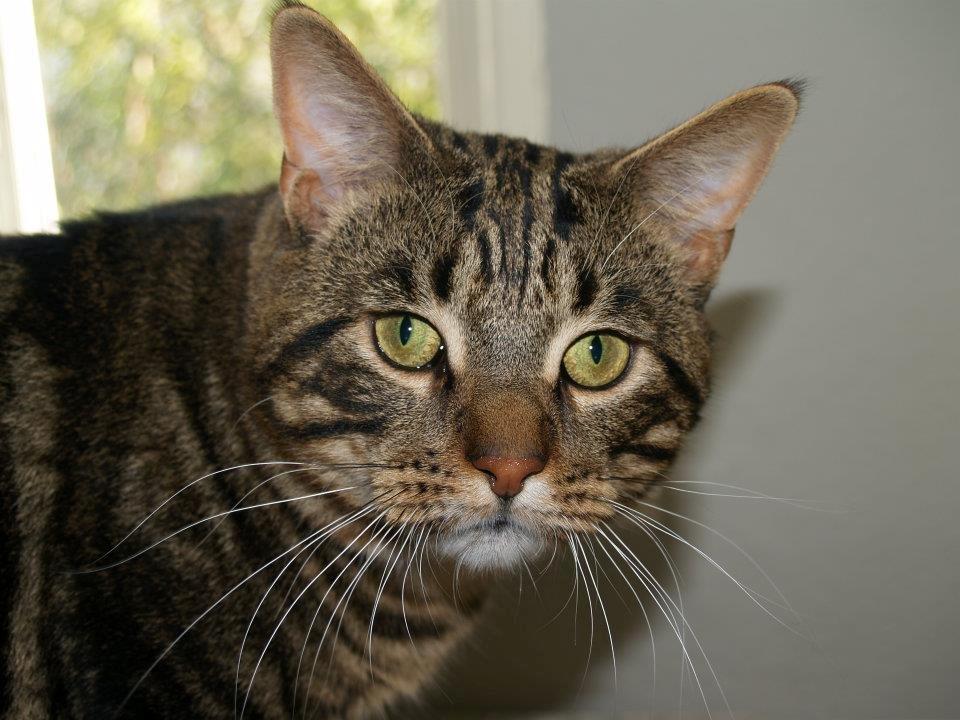 Blanding af racer Captain Morgan billede 7