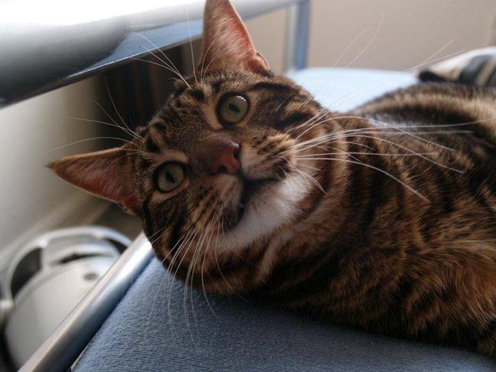 Blanding af racer Captain Morgan billede 17