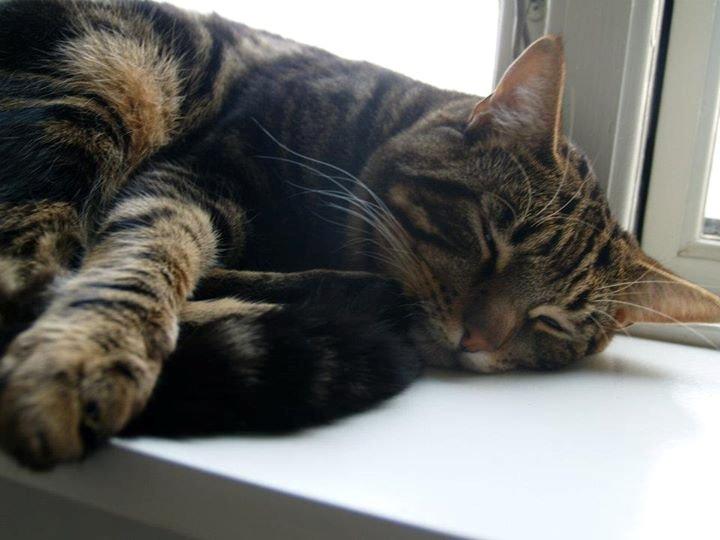 Blanding af racer Captain Morgan billede 27