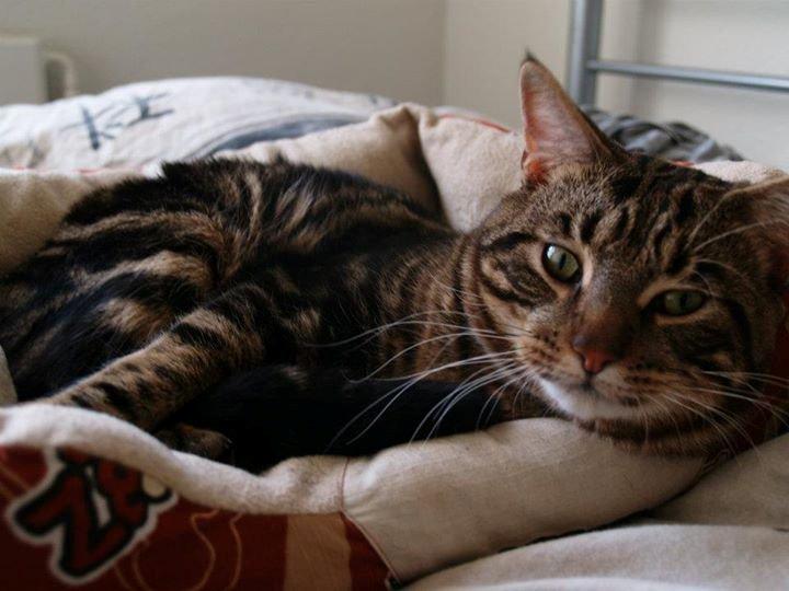 Blanding af racer Captain Morgan billede 15