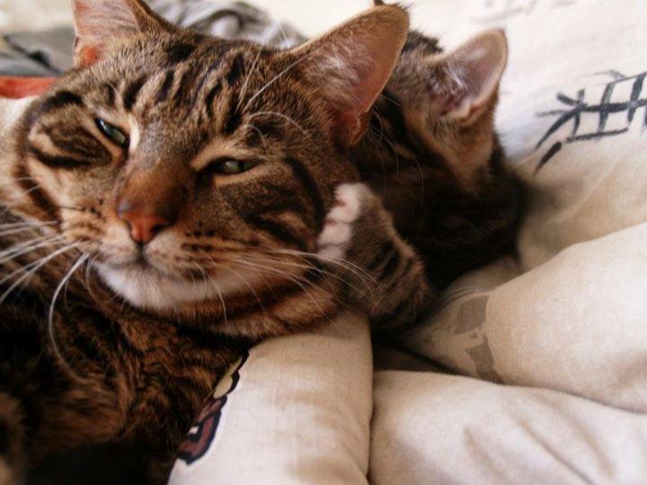 Blanding af racer Captain Morgan billede 28