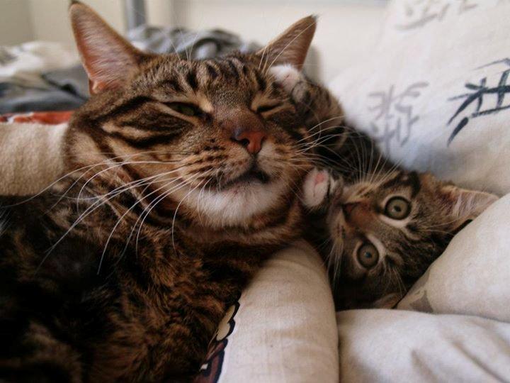 Blanding af racer Captain Morgan billede 11