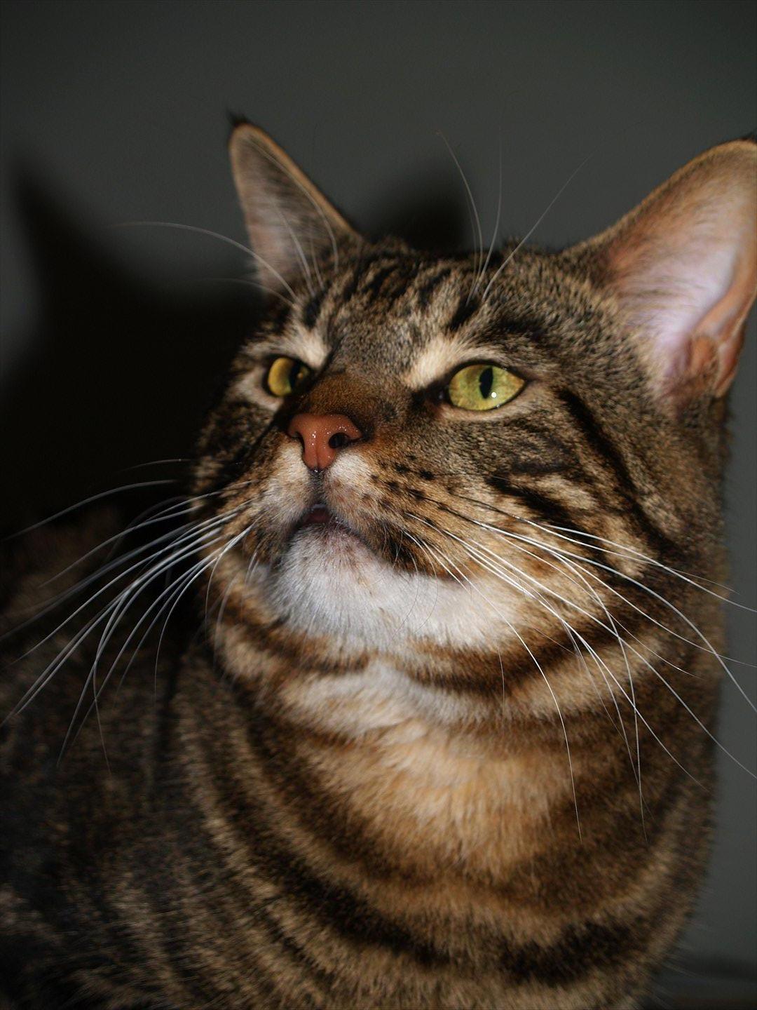 Blanding af racer Captain Morgan billede 3