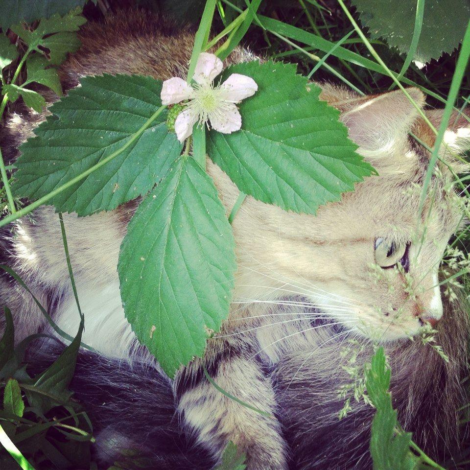 Blanding af racer Bailey Island billede 10