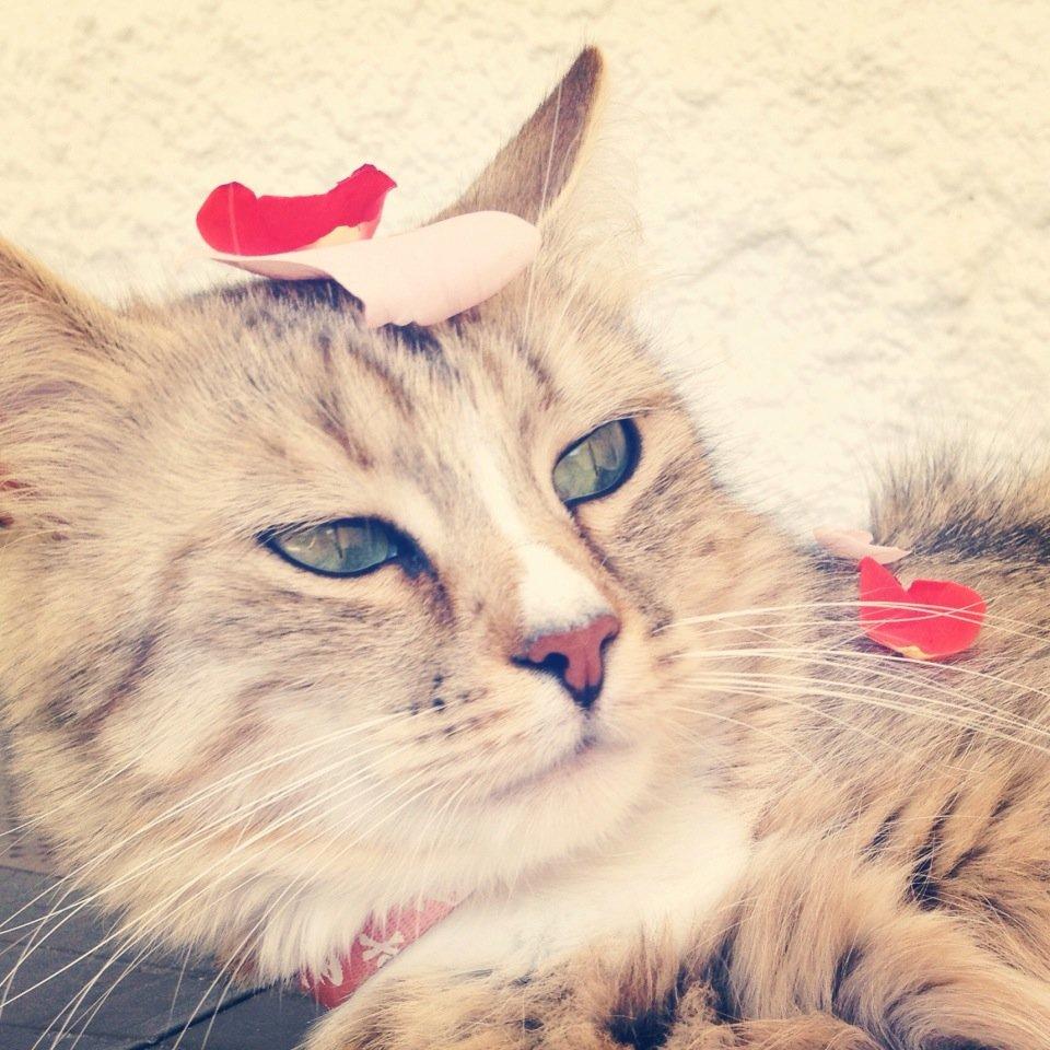 Blanding af racer Bailey Island billede 6