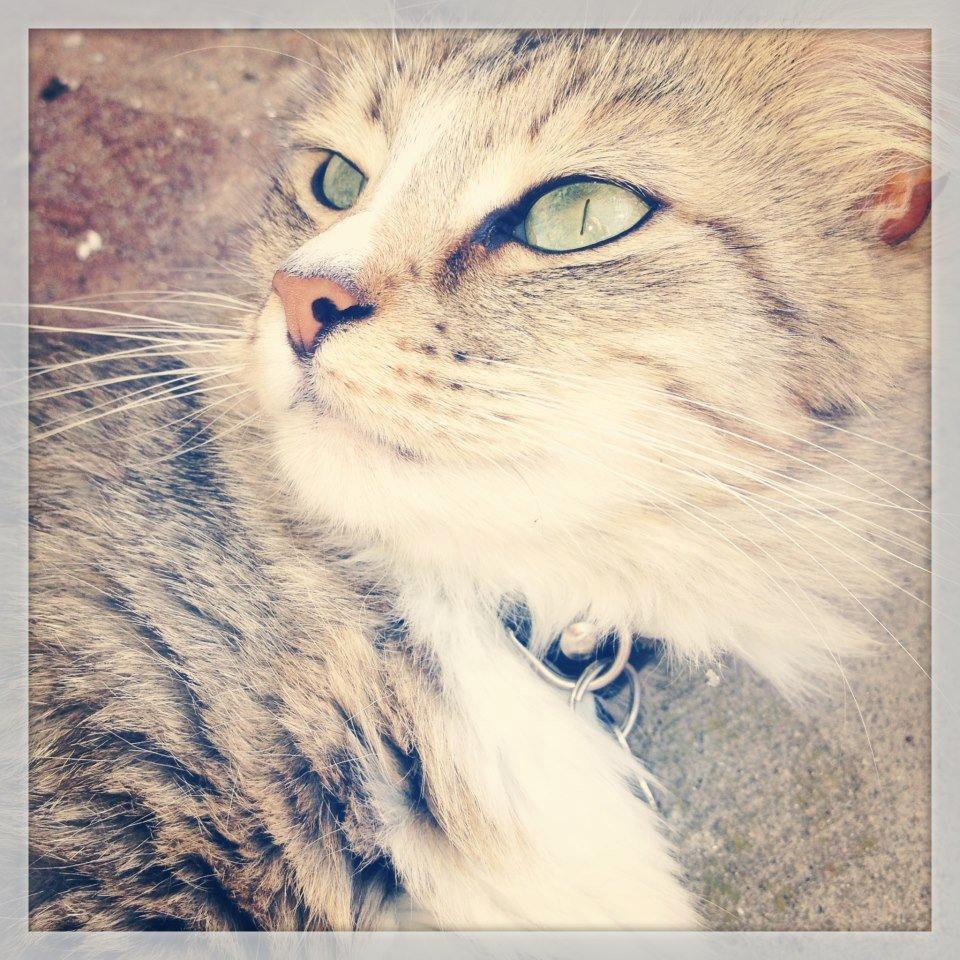 Blanding af racer Bailey Island billede 4