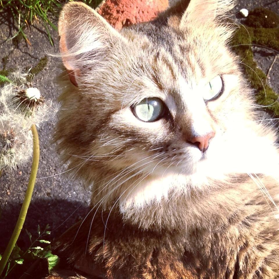 Blanding af racer Bailey Island billede 20