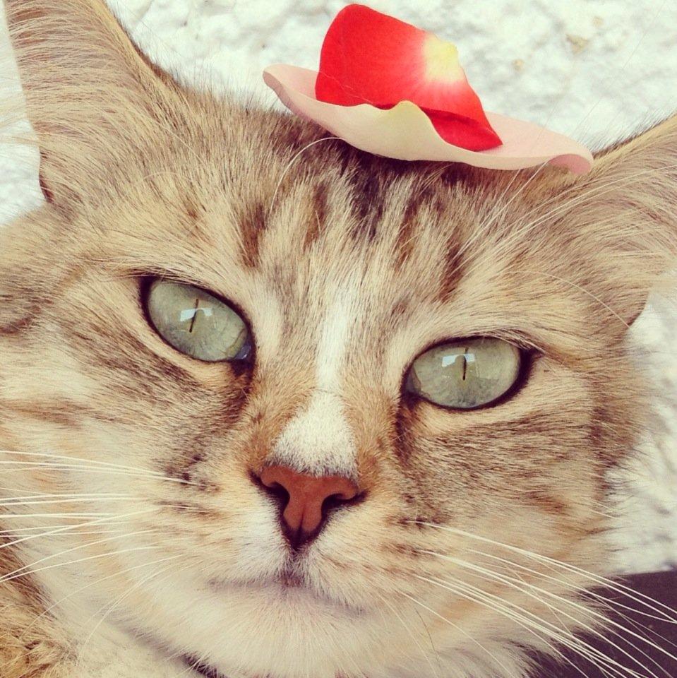 Blanding af racer Bailey Island billede 5