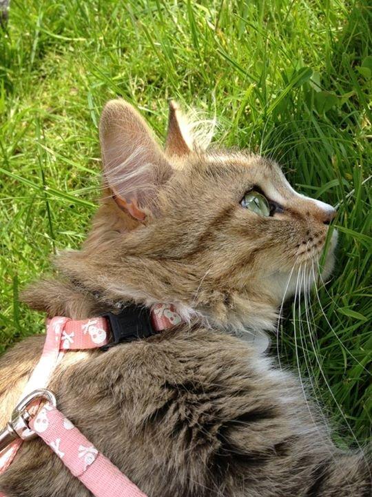 Blanding af racer Bailey Island billede 17