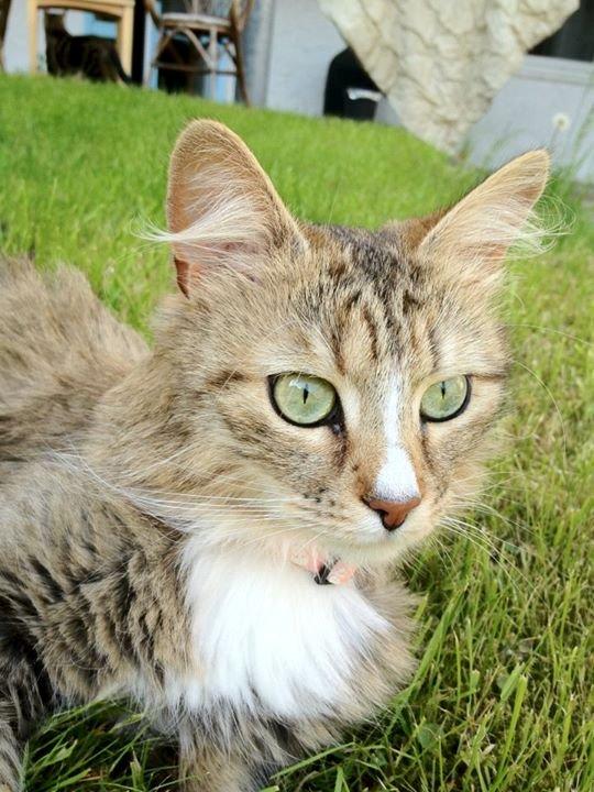 Blanding af racer Bailey Island billede 21