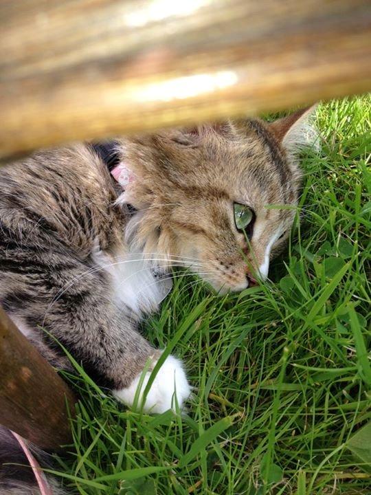 Blanding af racer Bailey Island billede 18