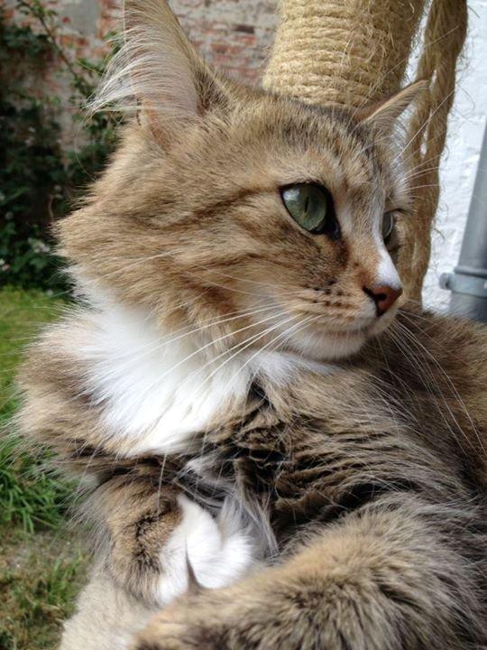 Blanding af racer Bailey Island billede 22