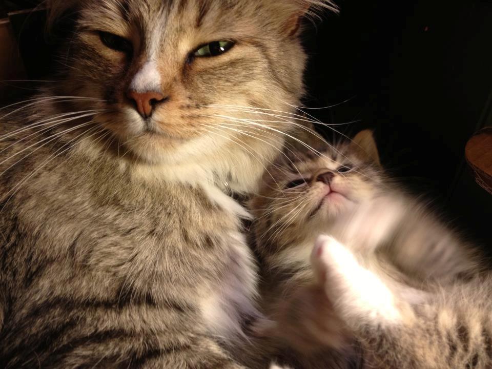 Blanding af racer Bailey Island billede 36