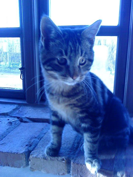 Blanding af racer Captain Morgan billede 29