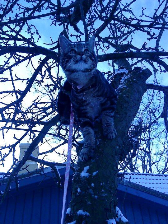 Blanding af racer Captain Morgan billede 30