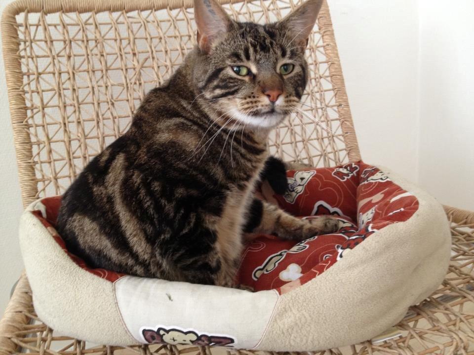 Blanding af racer Captain Morgan billede 31