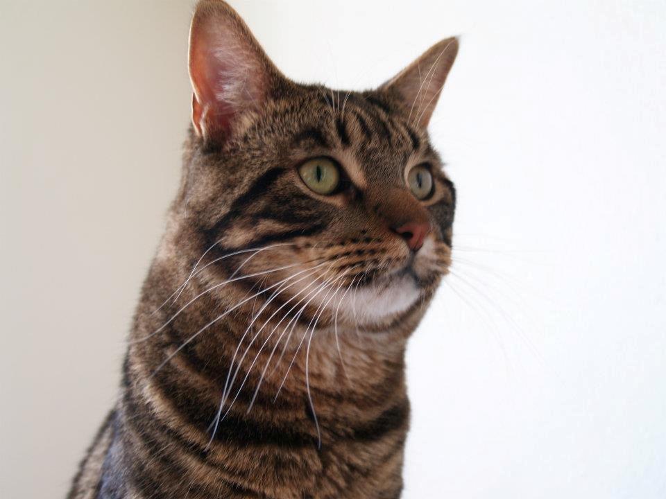 Blanding af racer Captain Morgan billede 10