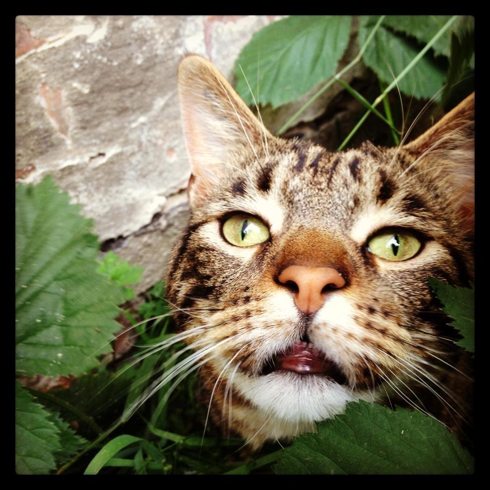 Blanding af racer Captain Morgan billede 13