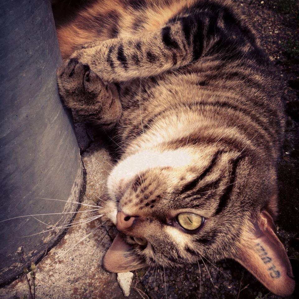 Blanding af racer Captain Morgan billede 18