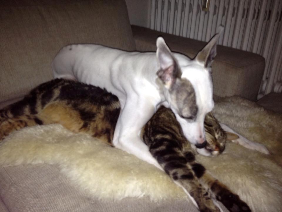 Blanding af racer Captain Morgan billede 32